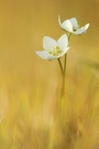 Parnassia palustris