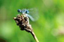 big blue eyes