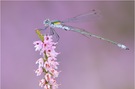 Gemeine Binsenjungfer (Lestes sponsa)