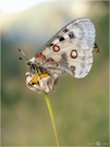 Roter Apollo - Parnassius apollo