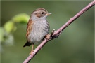 ~ Dunnock ~