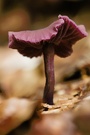 Violetter-Lacktrichterling-(Laccaria-amethystea)