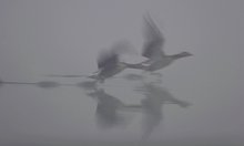 Graugänse im Nebel