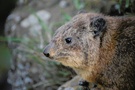 Procavia capensis