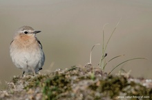 Steinschmätzer (Oenanthe oenanthe)