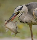 Graureiher beim Fischen