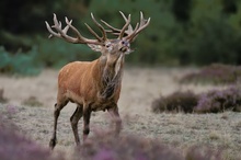 Rothirsch (Cervus elaphus)