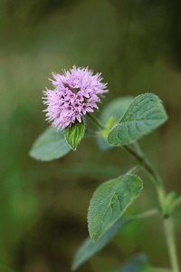 Wasserminze  (Mentha aquatica)