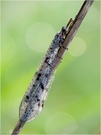 Ameisenjungfer - Myrmeleontidae