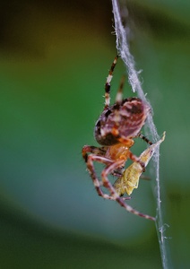 Kreuzspinne mit Beute