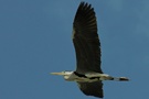 grauer Segelflieger in Perfektion