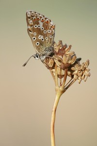 am letzten Sommermorgen