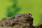 Zootoca vivipara