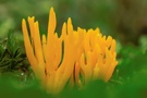 Goldgelbe Koralle (Ramaria aurea)