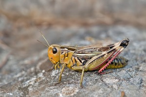 Höckerschrecken-Weibchen
