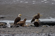 Seeadler Familie