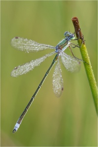 Kleine Binsenjungfer (Lestes virens)