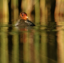 Blässralle Jungvogel