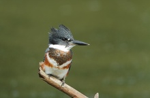 Belted Kingfisher