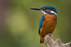 Langflügel- Eisvogel (?)