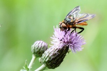 bunte Fliege