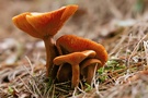 Milchlinge (Lactarius spec.)