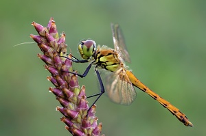 Sympetrum depressiusculum – Sumpf-Heidelibelle