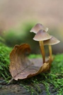 Kleines Trio