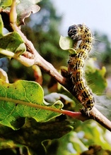 Raupe des Mondflecks ( Phalera bucephala)