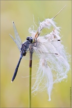 ~ Leucorrhinia albifrons ~