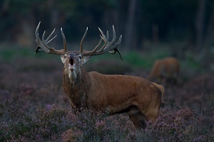 Abends um 19.30 Uhr...