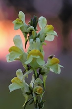 Echtes Leinkraut (Linaria vulgaris)