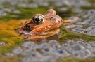 Grasfrosch im Laich