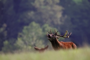 Der König und seine Angebetete