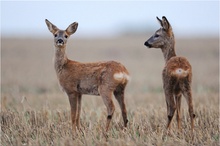 Zwei Rehe, die 2te