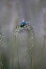 Goldfliege im Farbenwald