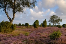 Wacholderheide