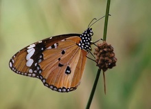 KLEINER MONARCH (DANAUS CHRYSIPPUS) oder TIGERFALTER