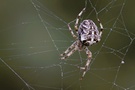 Gartenkreuzspinne (Araneus diadematus)