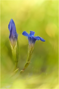 Blau und fransig