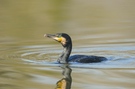 Vogel des Jahres 2010