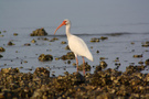 Weißer Ibis
