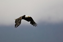 Weißkopfseeadler