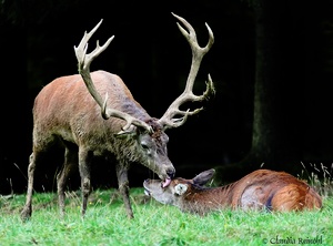 Es gibt sie doch.....