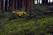Rein in den Wald