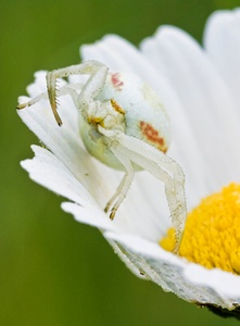 veränderliche Krabbenspinne