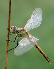 Frühe Heidelibelle