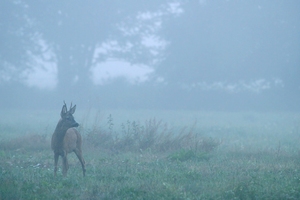 Septembermorgen