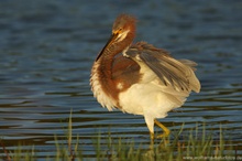 Dreifarbenreiher (Egretta tricolor)