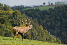 Herbstzeit in Oberösterreich
